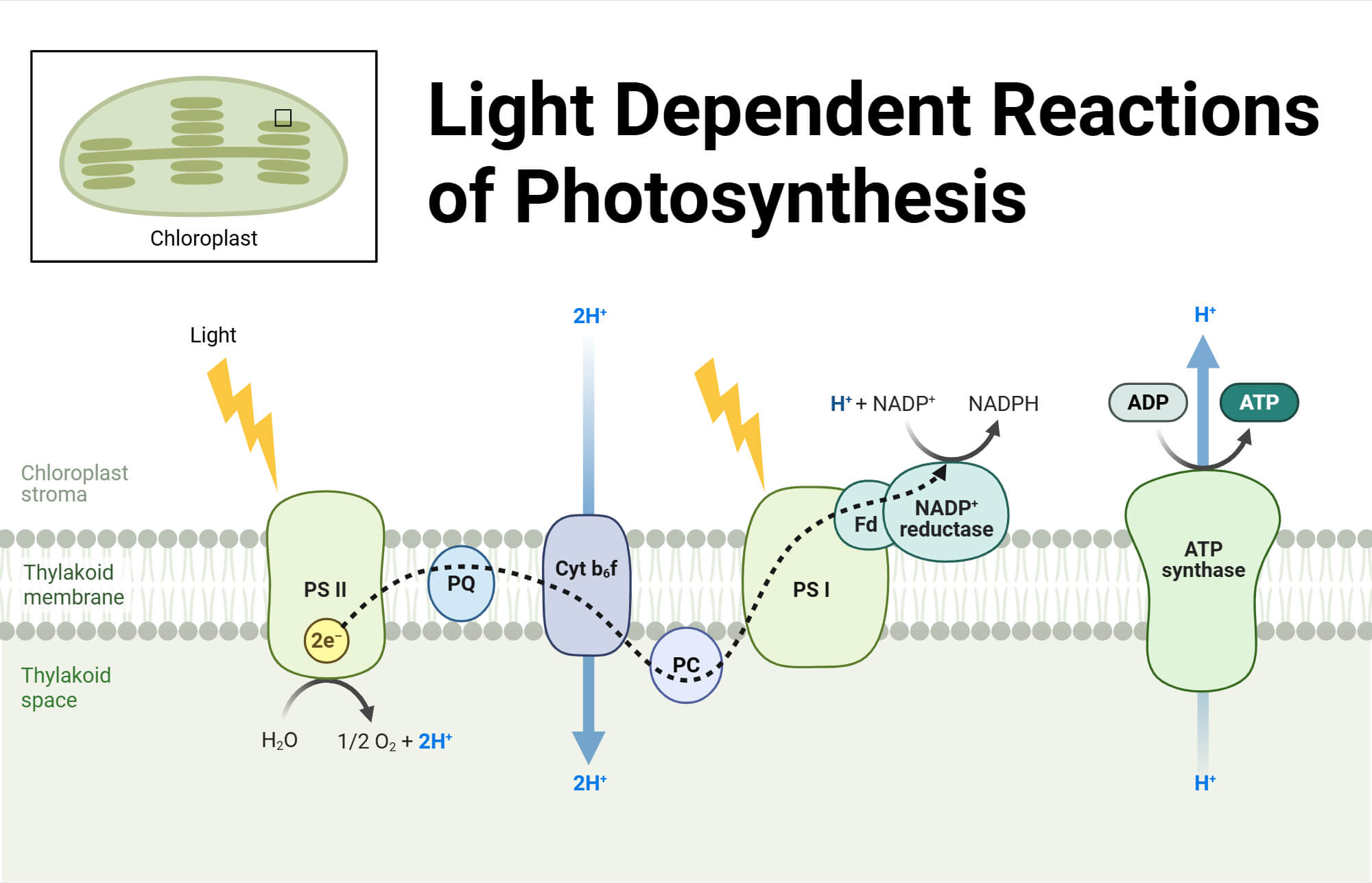 Light Dependent Reactions of Photosynthesis Light Dependent Reactions of Photosynthesis