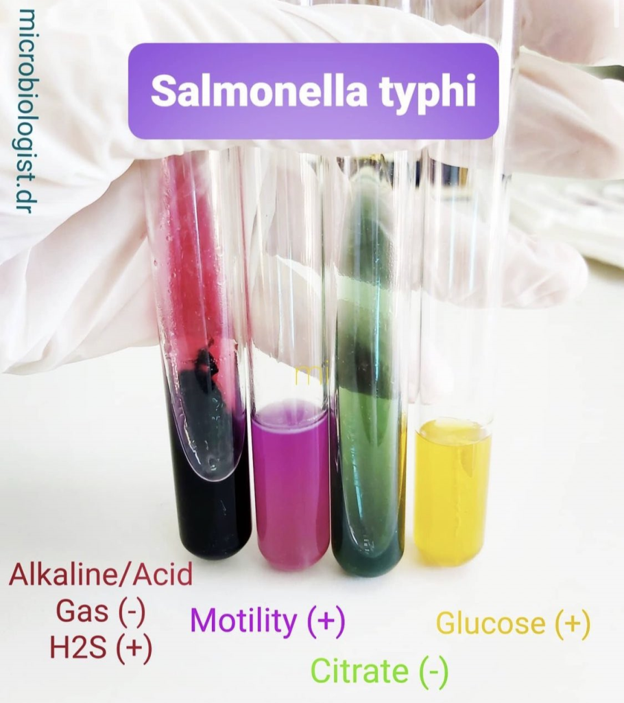 Biochemical test of Salmonella typhi Biochemical test of Salmonella typhi