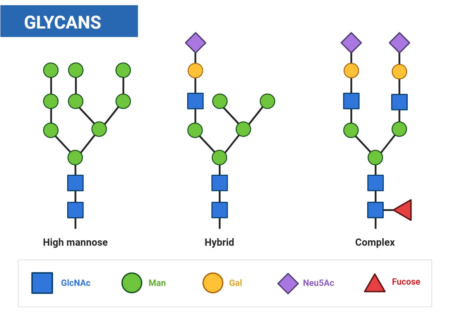 Glycans Glycans