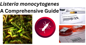 Listeria monocytogenes: A Comprehensive Guide