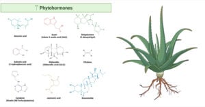 Phytohormones Plant Hormones Phytohormones (Plant Hormones)
