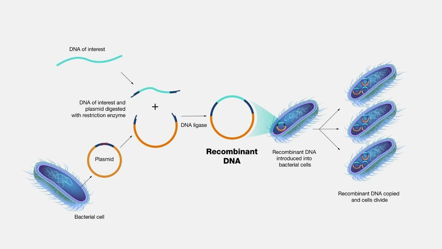 Principles of Recombinant DNA Technology Principles of Recombinant DNA Technology