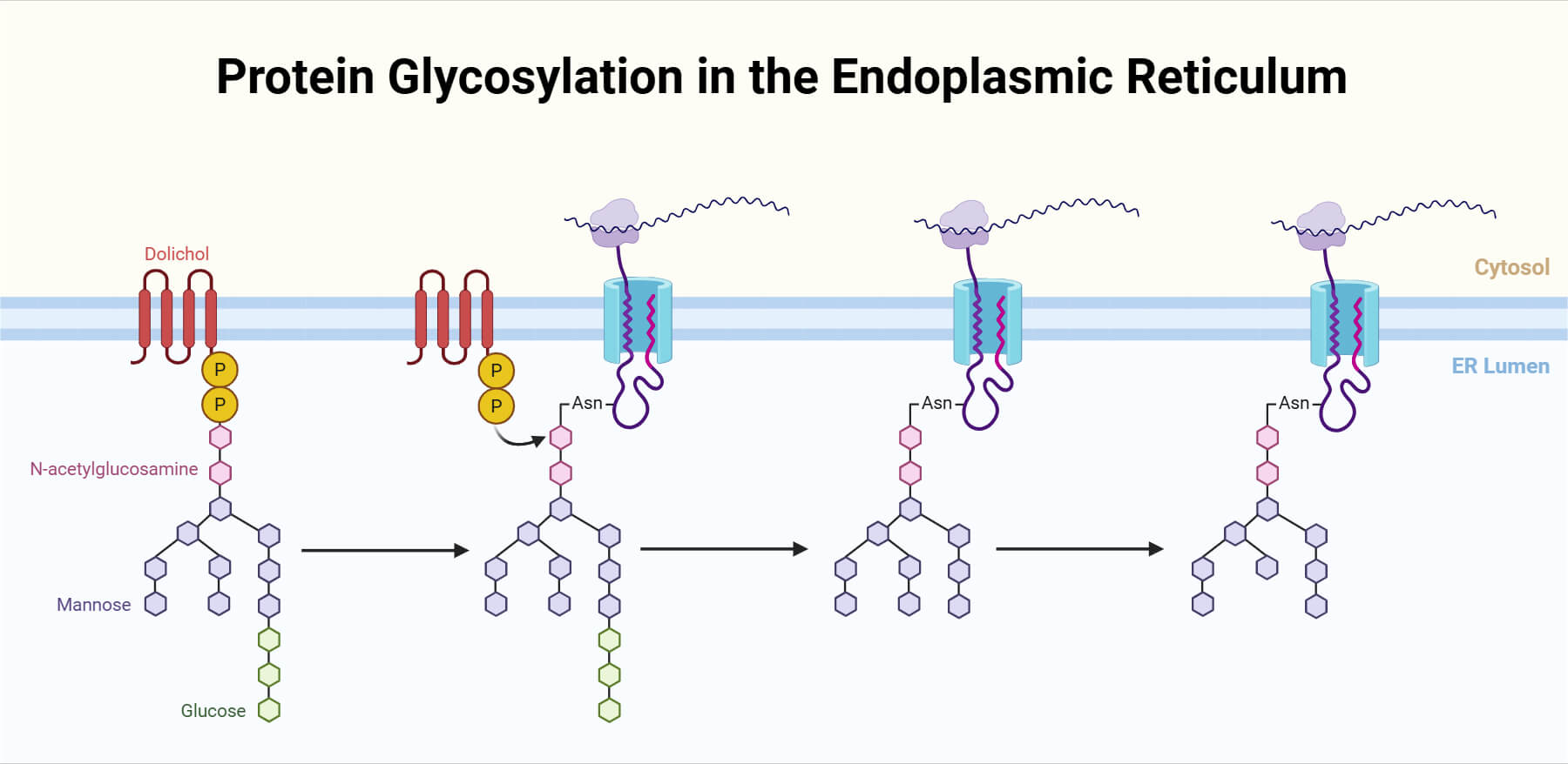 Protein Glycosylation in the ER Protein Glycosylation in the ER