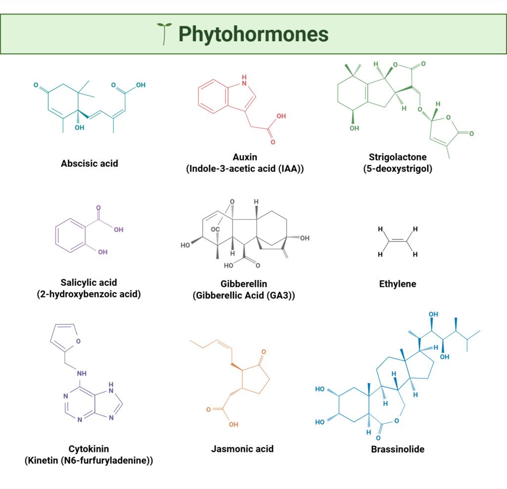 Types of phytohormones Types of phytohormones
