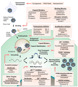 Human Rhinovirus (HRV): A Comprehensive Guide