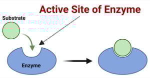 Active Site of Enzymes and Proteins Active Site of Enzymes and Proteins