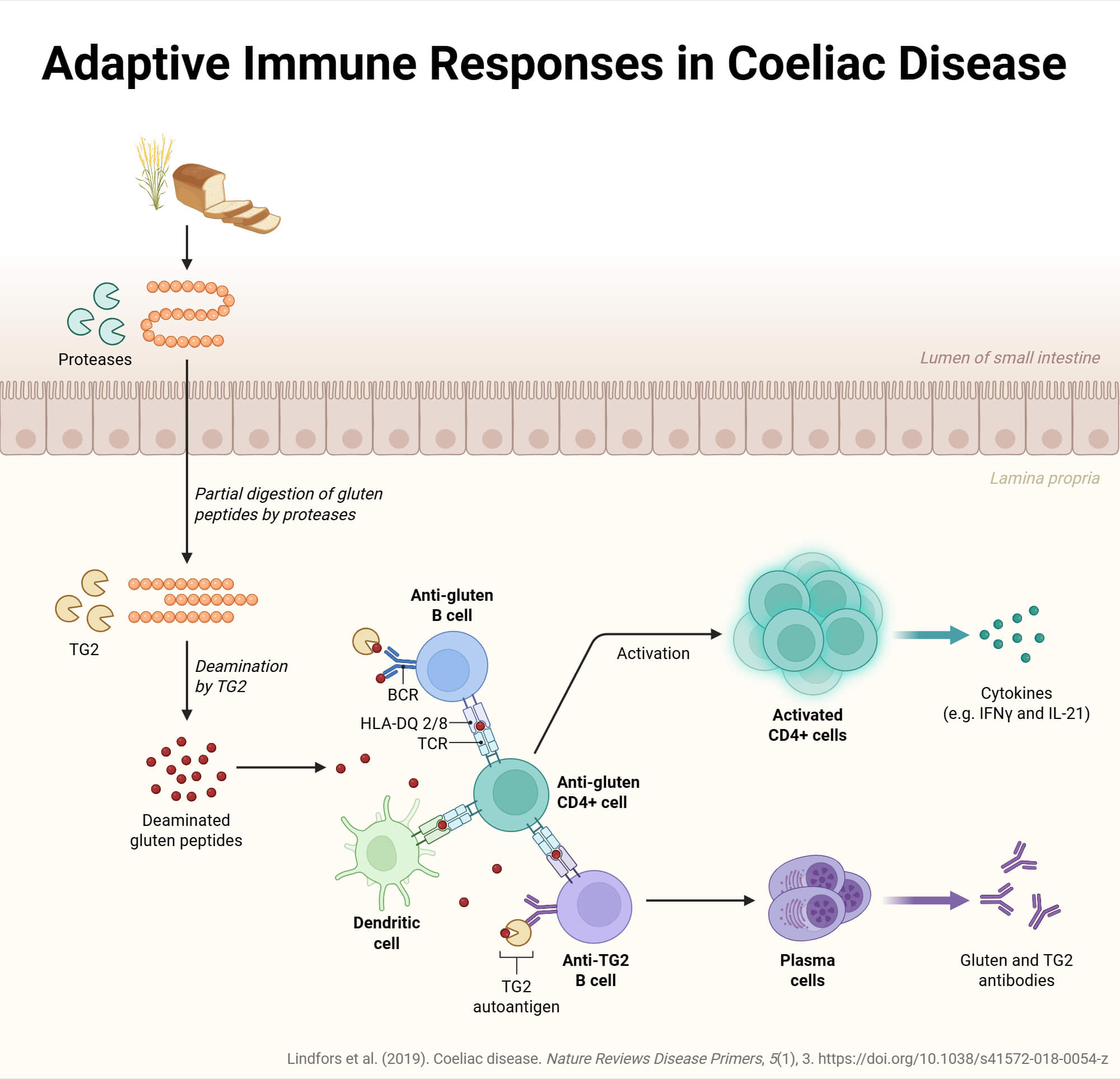Adaptive Immune Responses in Celiac Disease Adaptive Immune Responses in Celiac Disease