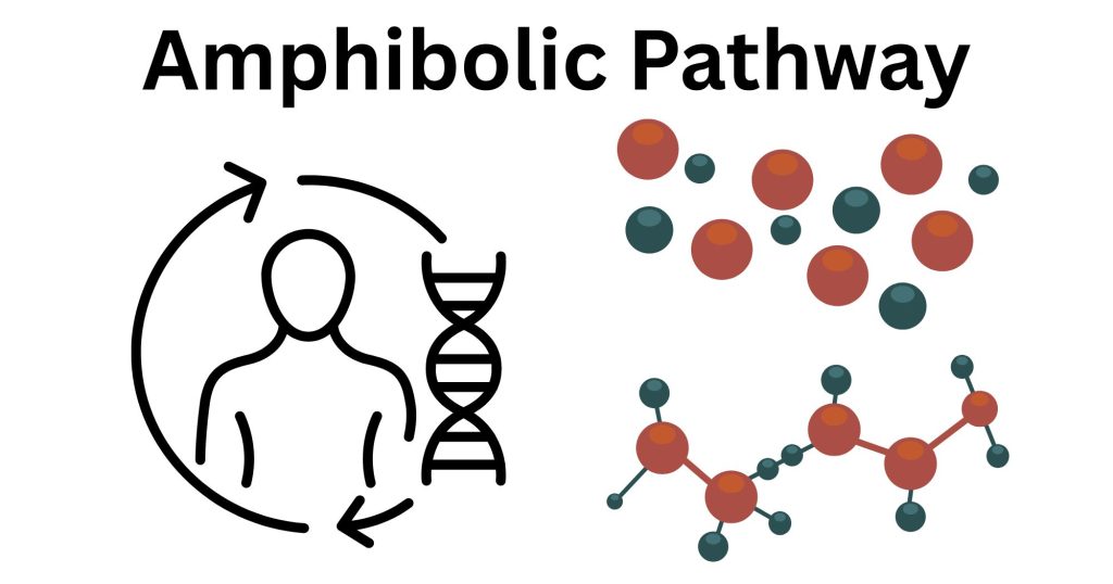 Amphibolic Pathway Amphibolic Pathway