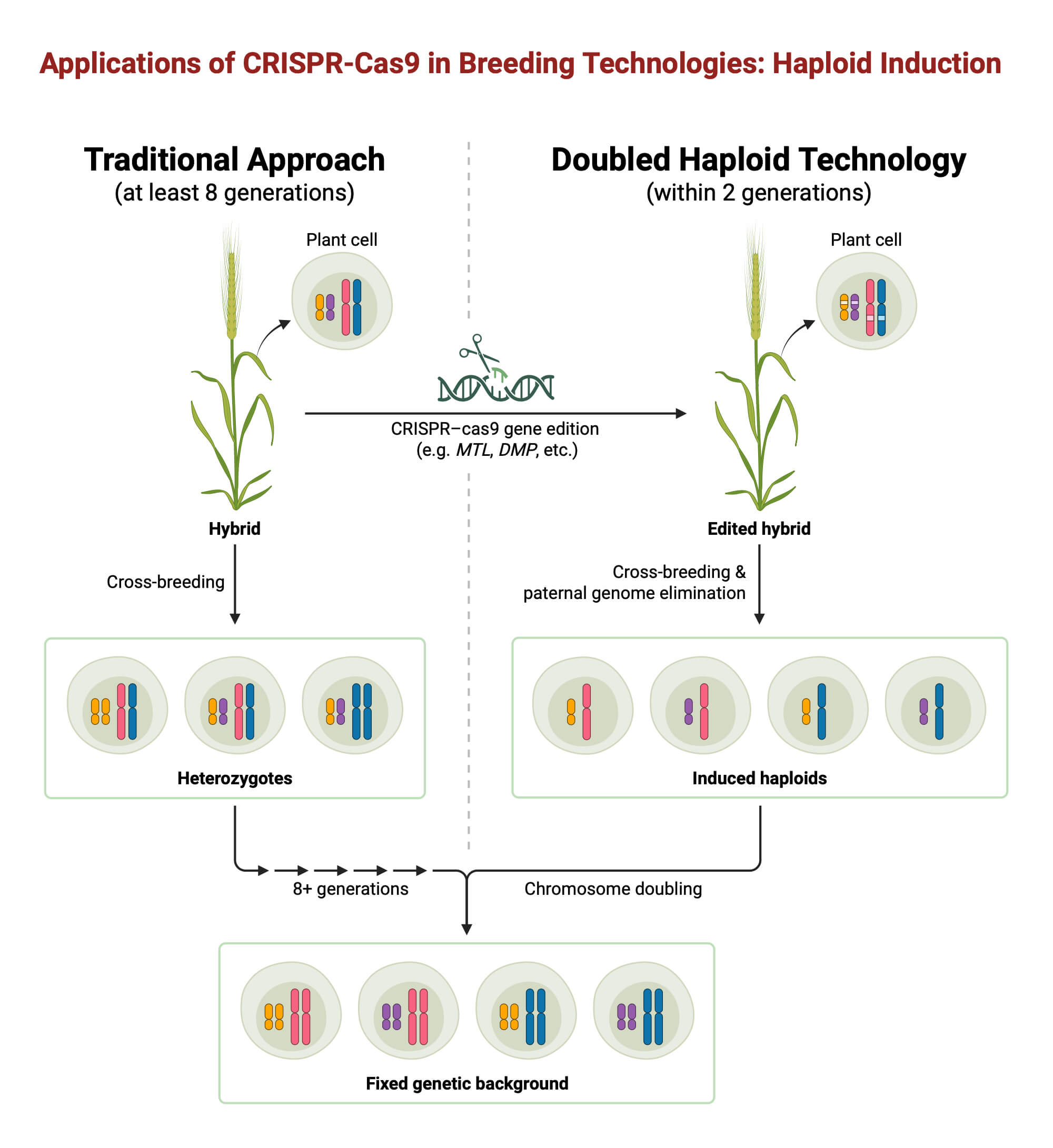 Applications of CRISPR–Cas9 in Breeding Technologies Haploid Induction Applications of CRISPR–Cas9 in Breeding Technologies- Haploid Induction