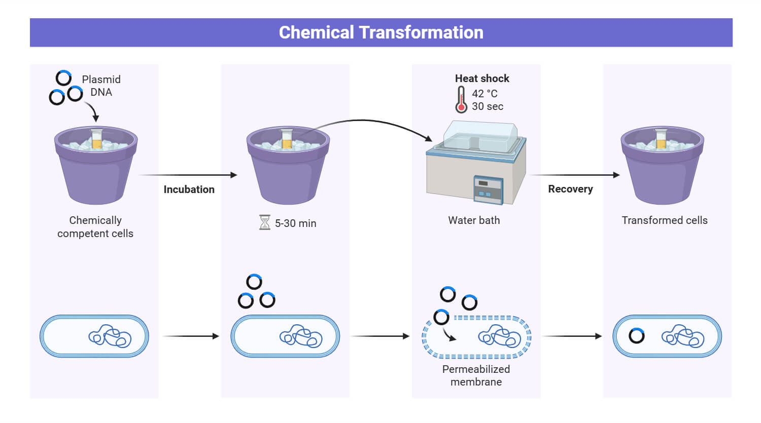Bacterial Chemical Transformation Bacterial Chemical Transformation