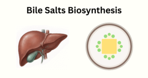 Bile Salts Biosynthesis Bile Salts Biosynthesis