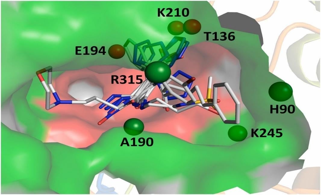 Binding Site and Catalytic Site Binding Site and Catalytic Site