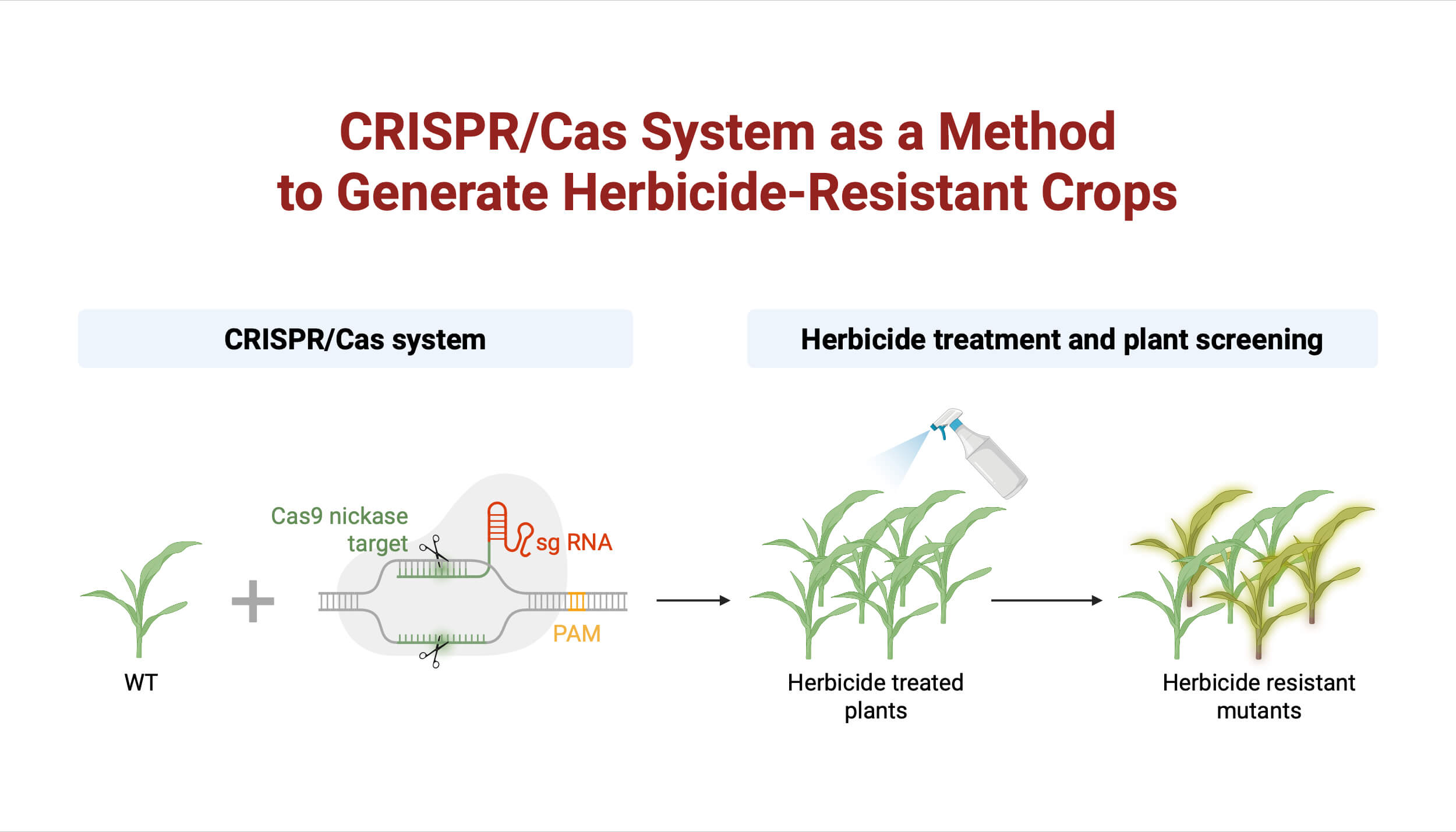 CRISPR Cas System as a Method to Generate Herbicide Resistant Crops CRISPR-Cas System as a Method to Generate Herbicide-Resistant Crops