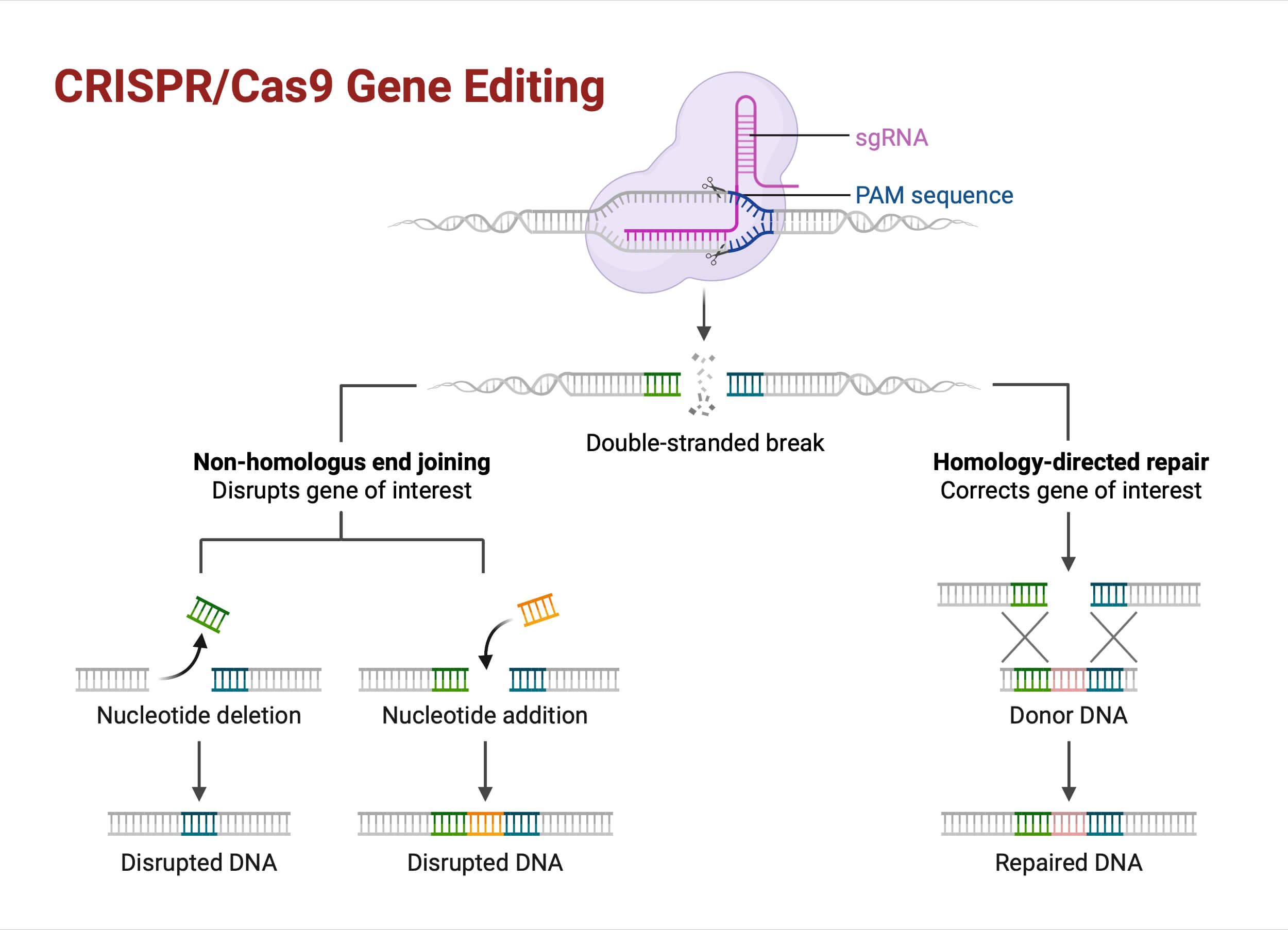 CRISPR Cas9 Gene Editing CRISPR Gene Editing Diagram