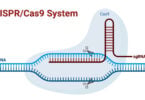 CRISPR Cas9 System CRISPR-Cas9 System