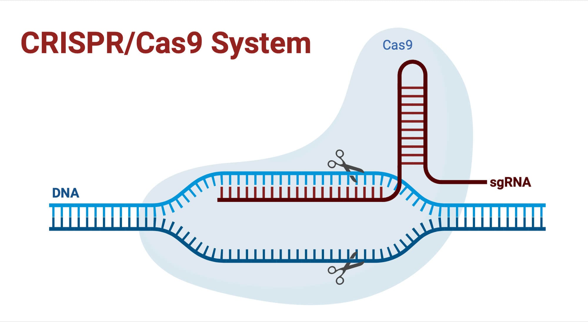 CRISPR Cas9 System CRISPR-Cas9 System