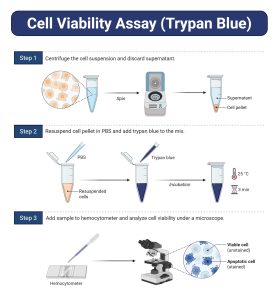 Trypan Trypan Blue Staining or Cell Viability Test