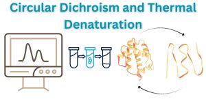 Circular Dichroism and Thermal Denaturation