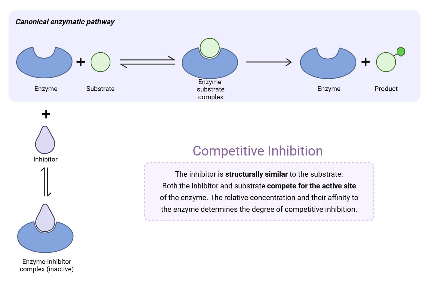 Competitive Inhibition Competitive Inhibition