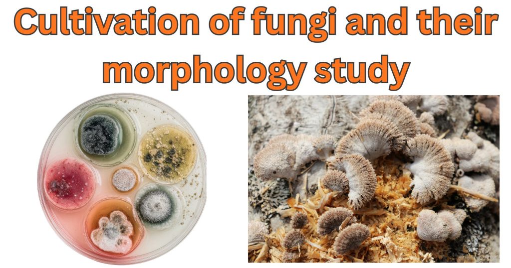 Cultivation of fungi and their morphology study Cultivation of fungi and their morphology study