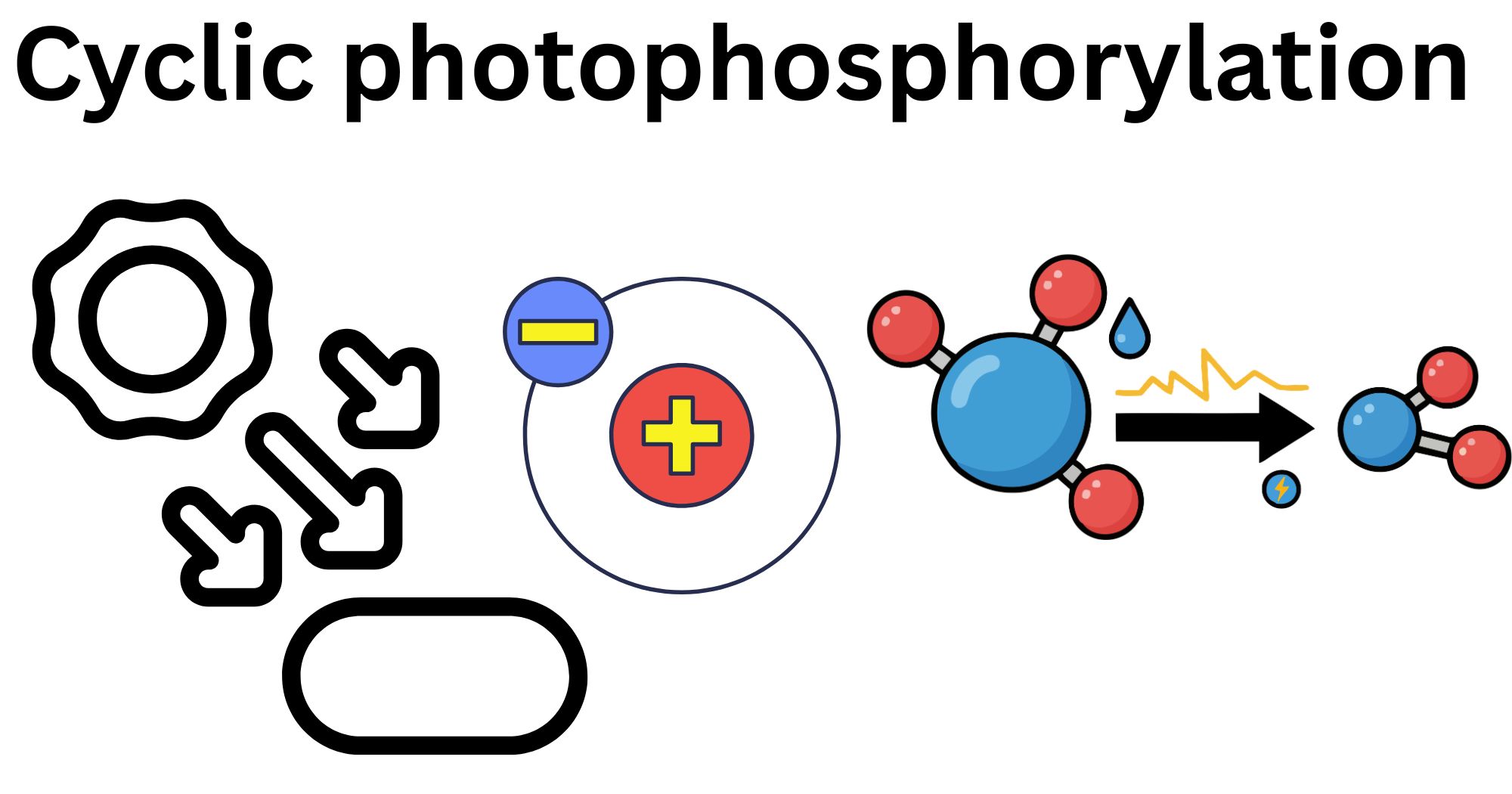 Cyclic photophosphorylation Cyclic photophosphorylation