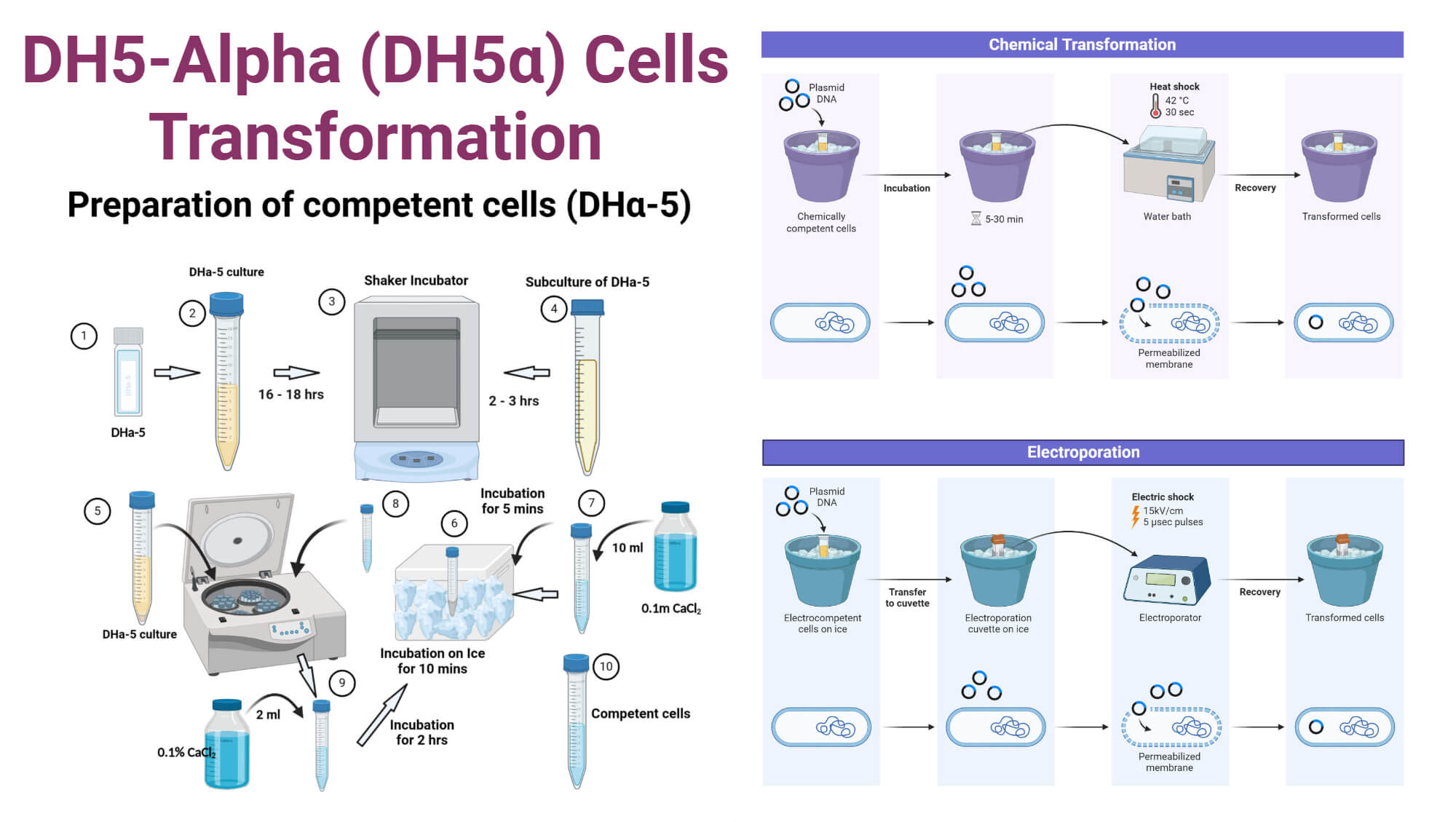 DH5 Alpha DH5α Cells Transformation DH5-Alpha (DH5α) Cells Transformation