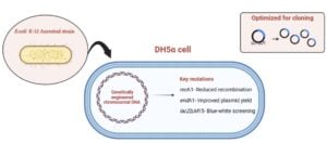 DH5α cell origin from the parental Escherichia coli K 12 strain DH5-Alpha (DH5α) Cell