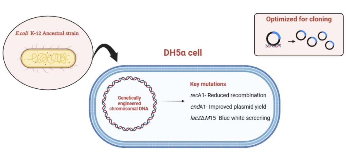 DH5α cell origin from the parental Escherichia coli K 12 strain DH5α cell origin from the parental Escherichia coli K-12 strain
