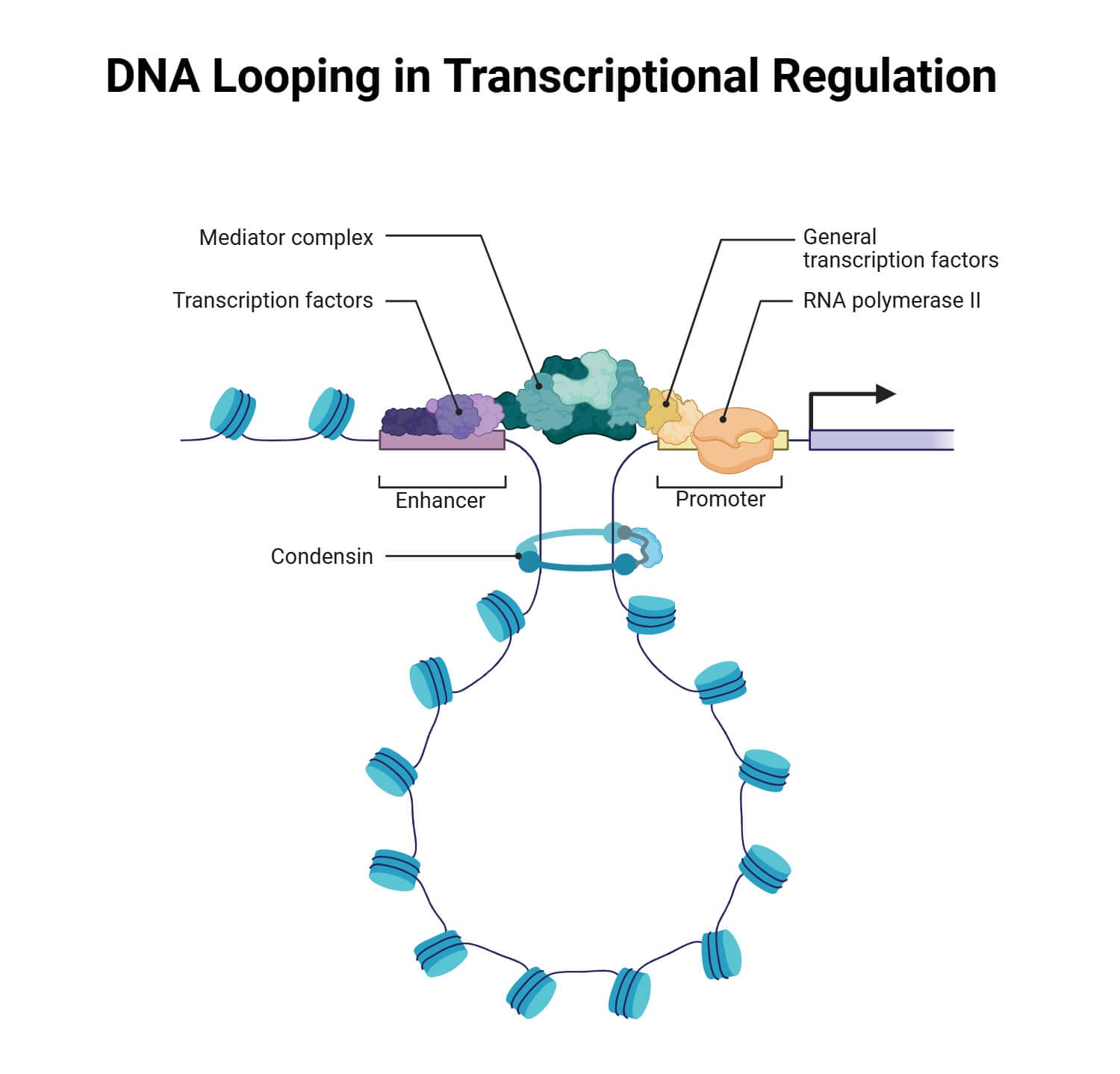 DNA Looping in Transcriptional Regulation DNA Looping in Transcriptional Regulation