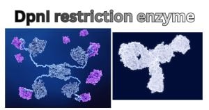 DpnI restriction enzyme