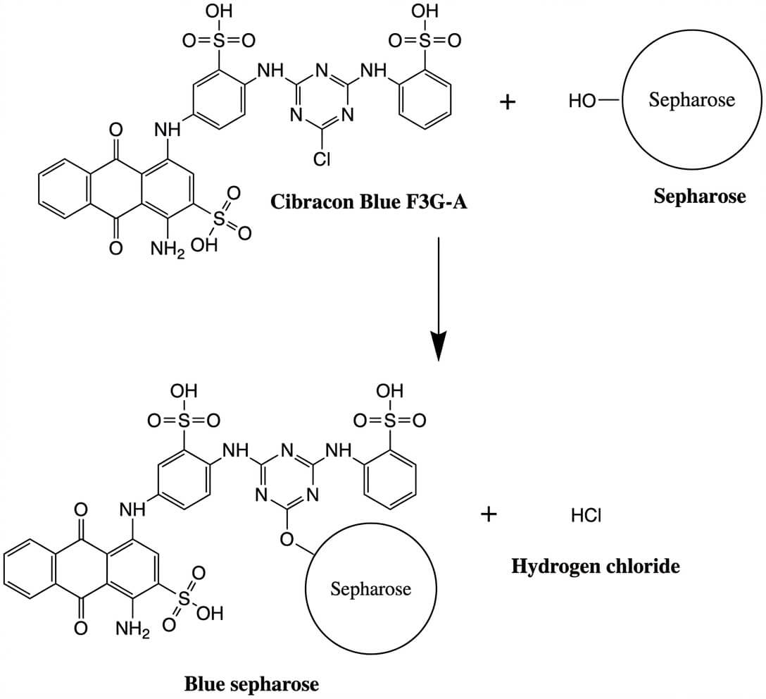 Dye immobilization Immobilization reaction of Cibacron Blue F3GA dye.
