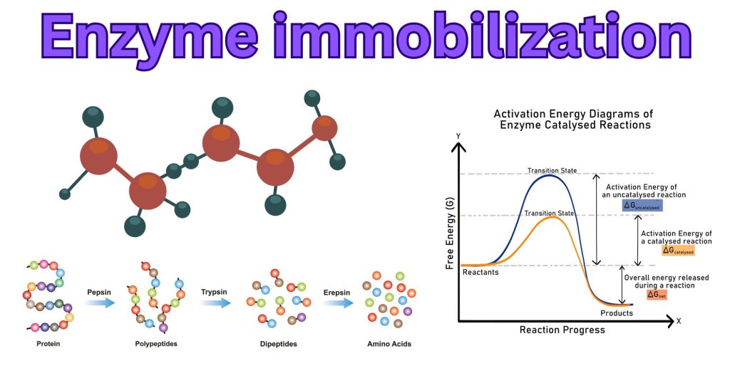 Enzyme immobilization Enzyme immobilization