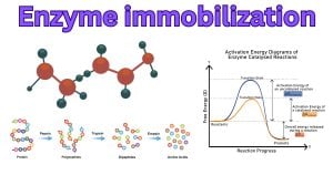Enzyme immobilization