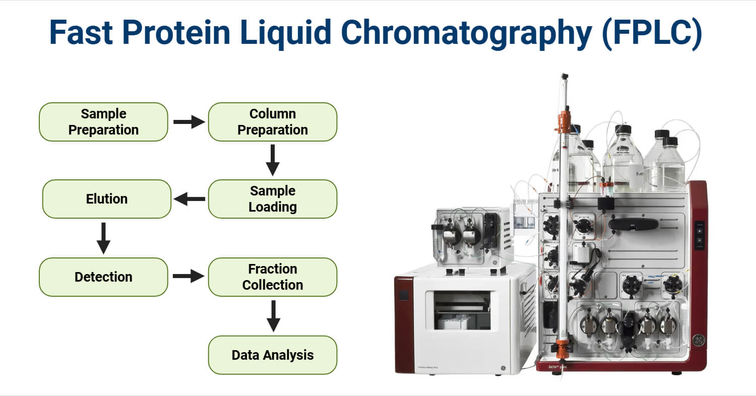 Fast Protein Liquid Chromatography FPLC Fast Protein Liquid Chromatography (FPLC)