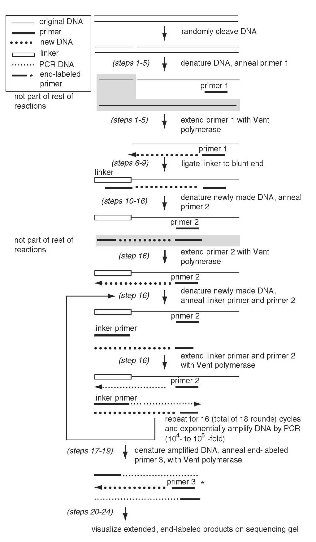 Flowchart of ligation mediated PCR protocol Flowchart of ligation-mediated PCR protocol