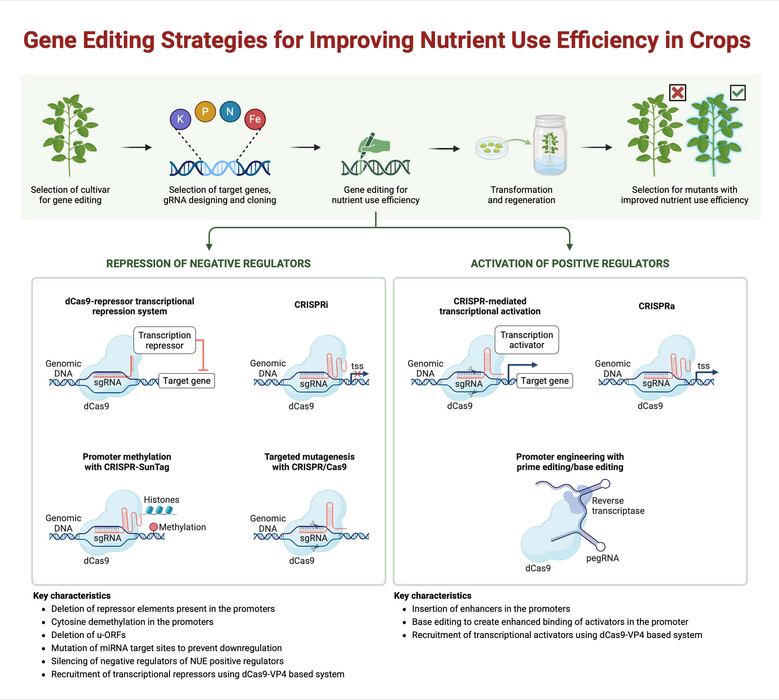 Gene Editing Strategies for Improving Nutrient Use Efficiency in Crops Gene Editing Strategies for Improving Nutrient Use Efficiency in Crops