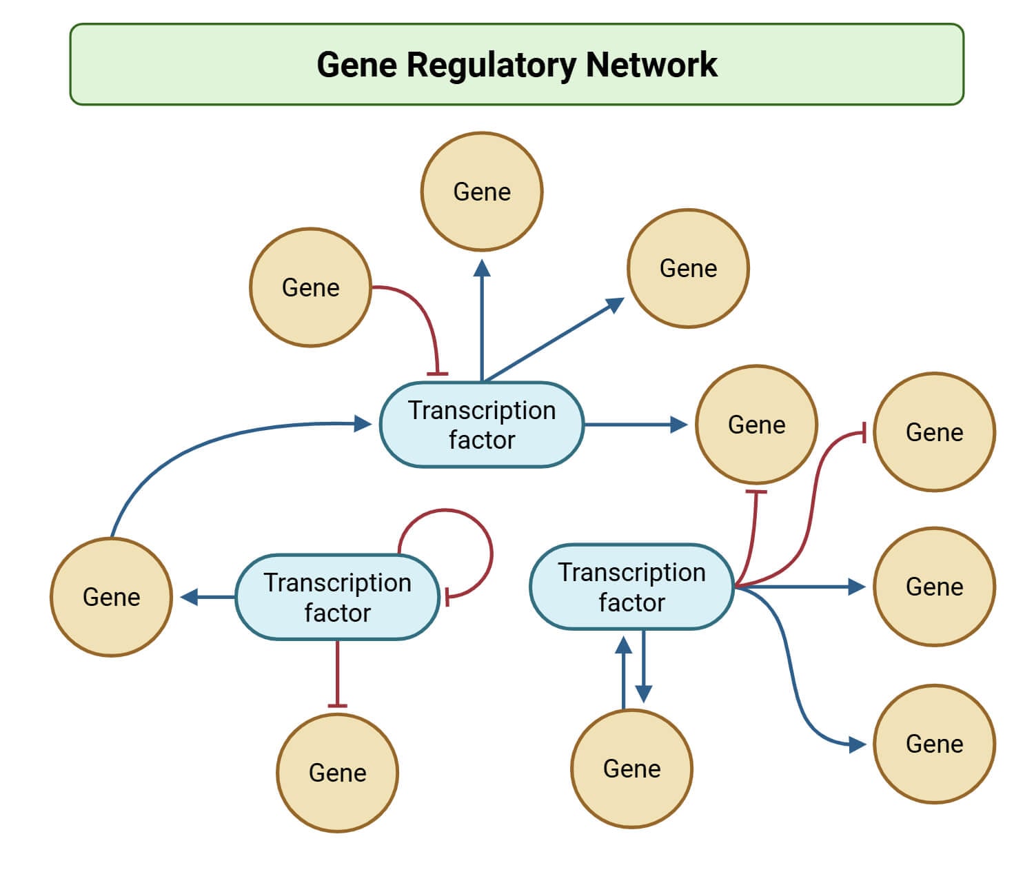 Gene Regulatory Network