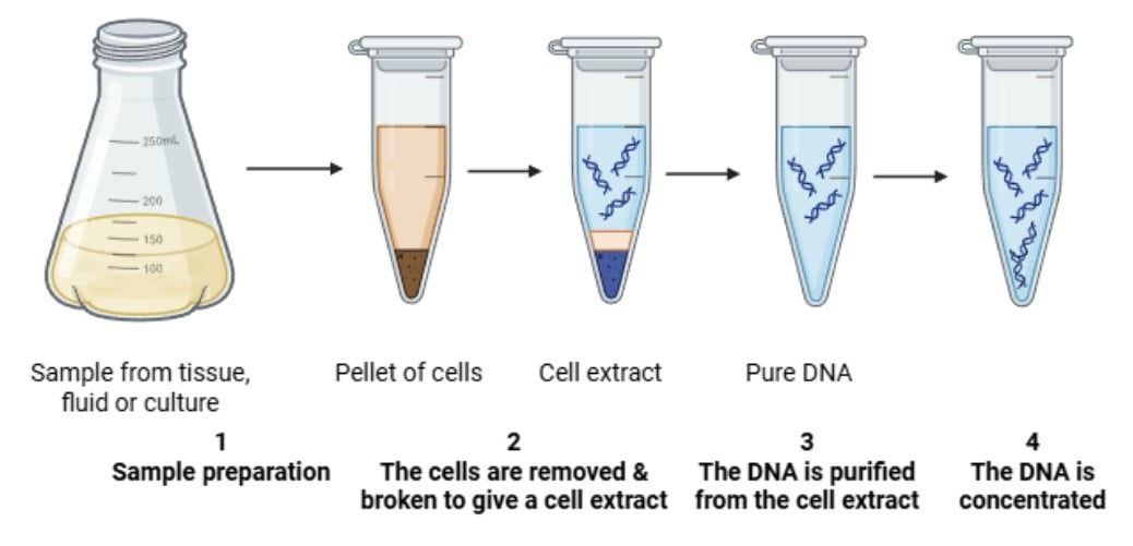General steps of DNA General steps of DNA extraction