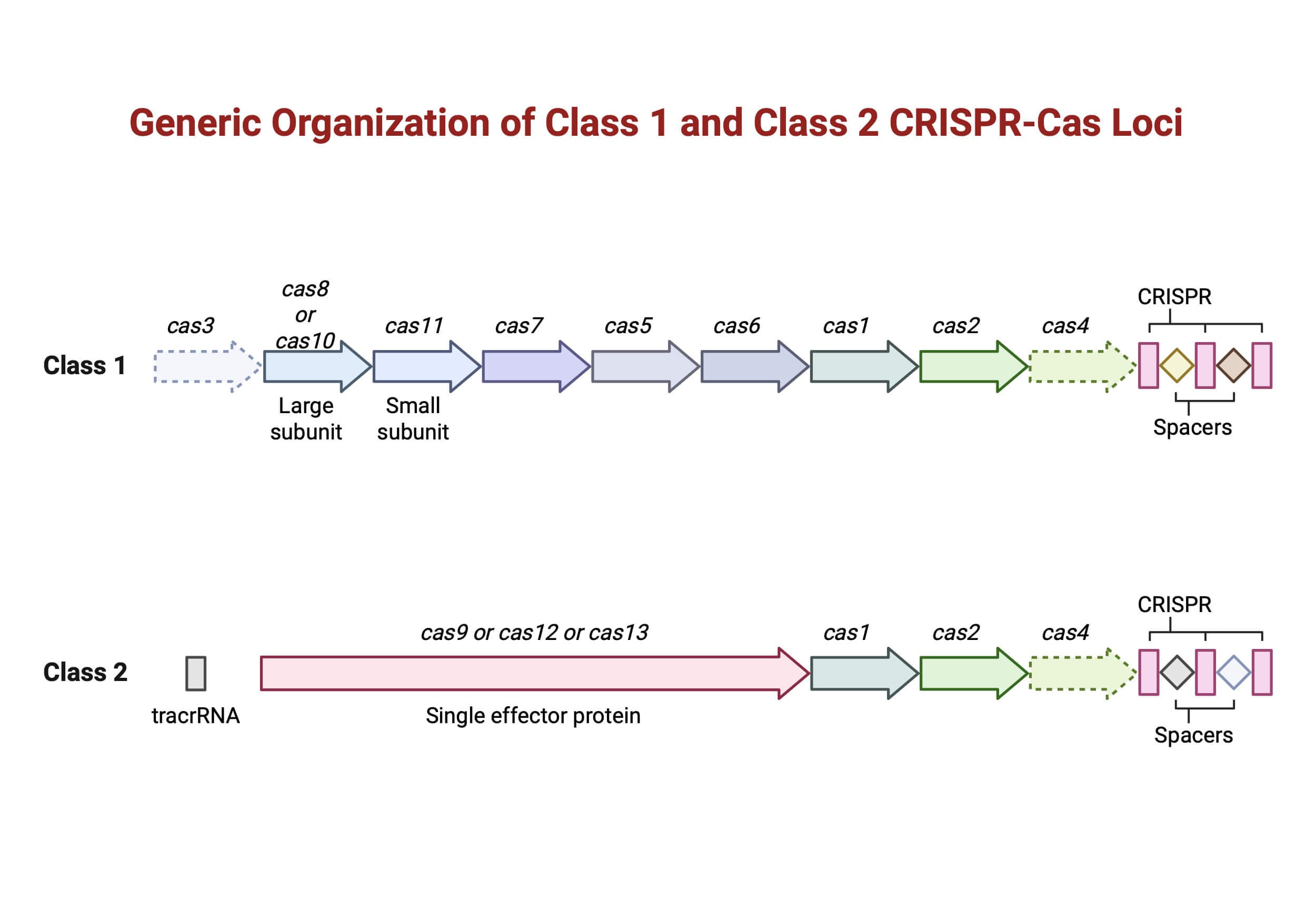 Generic Organization of Class 1 and Class 2 CRISPR Cas Loci Generic Organization of Class 1 and Class 2 CRISPR-Cas Loci