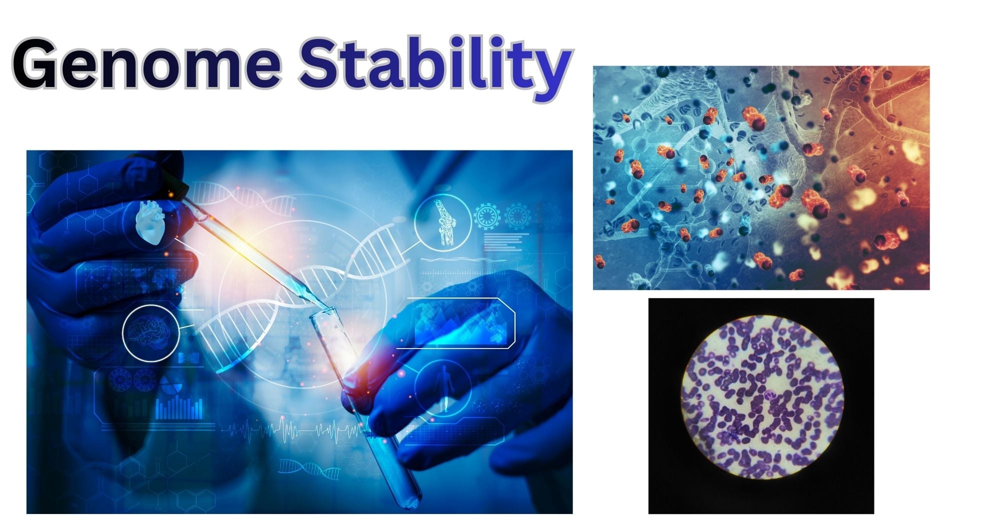 Genome Stability: A Fundamental Guide