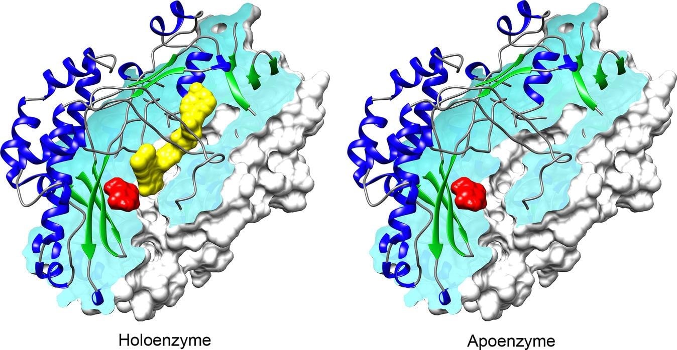 Glucose oxidase from Aspergillus niger in apo and holo forms Glucose oxidase from Aspergillus niger in apo and holo forms