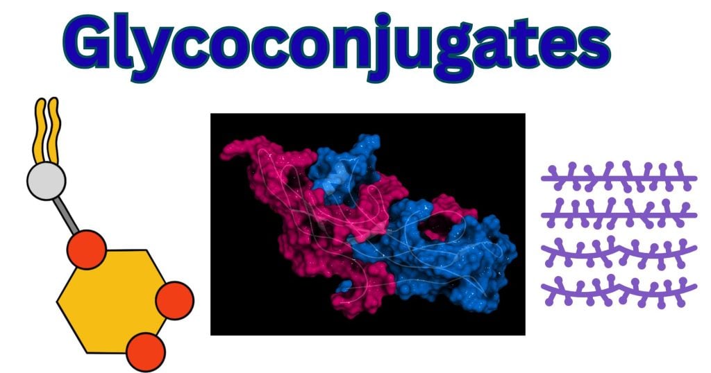 Glycoconjugates Glycoconjugates