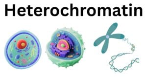 Heterochromatin Heterochromatin