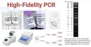 High Fidelity PCR High-Fidelity PCR