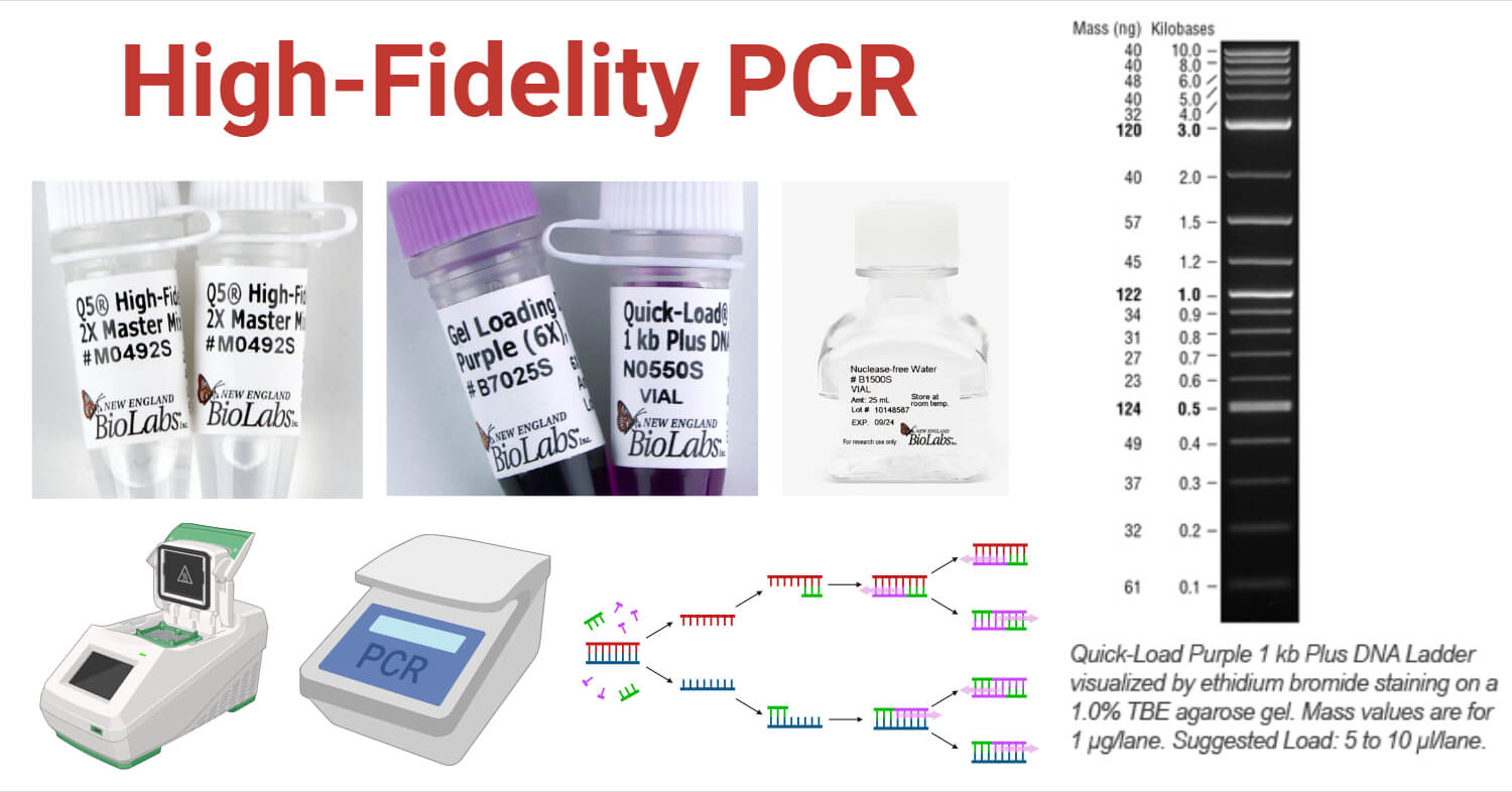 High Fidelity PCR High-Fidelity PCR