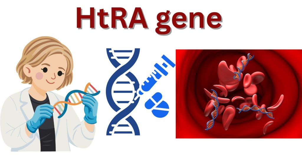 HtRA gene HtrA gene and protein