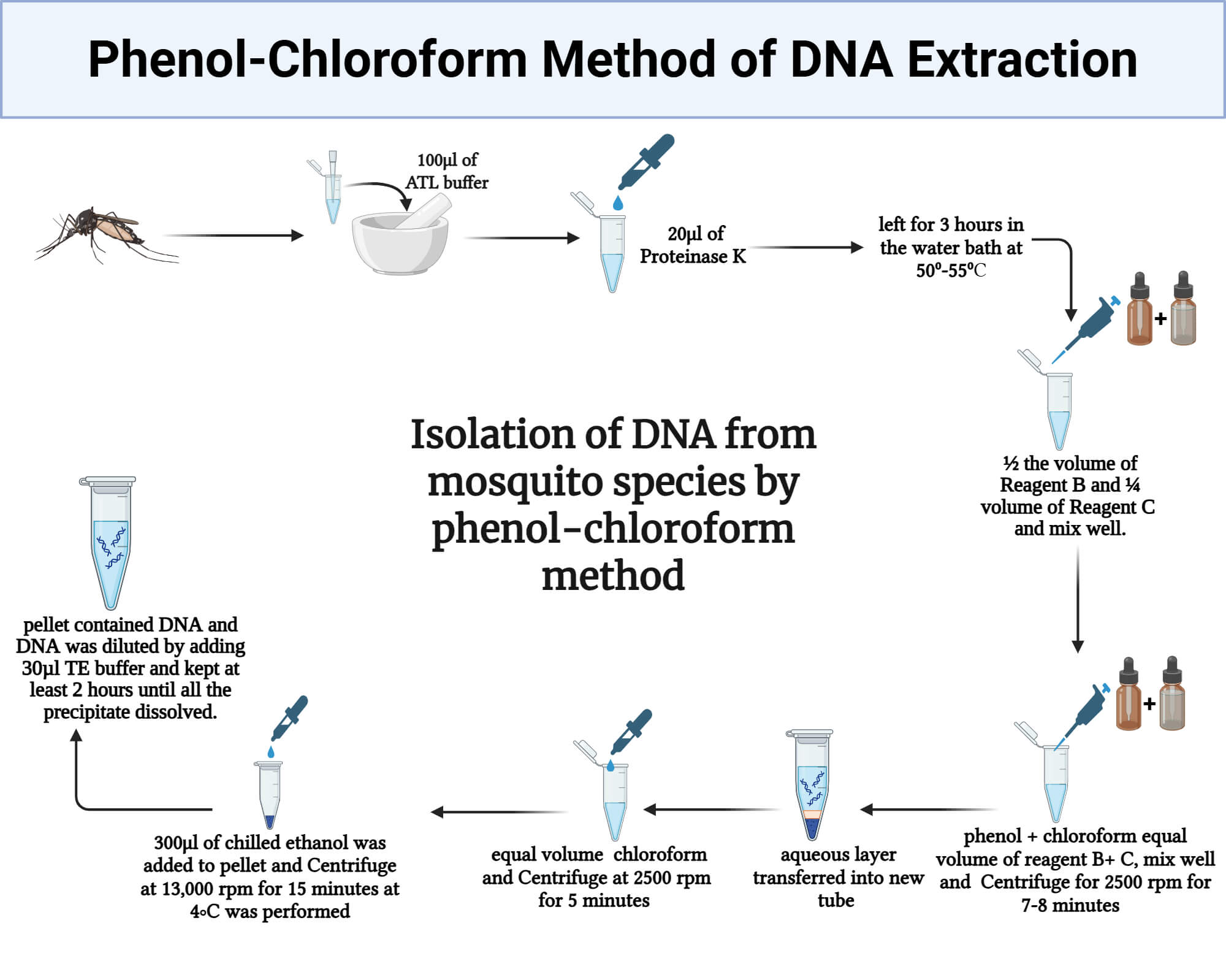 Isolation of DNA from mosquito species by phenol chloroform method Isolation of DNA from mosquito species by phenol-chloroform method
