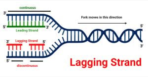 Lagging Strand