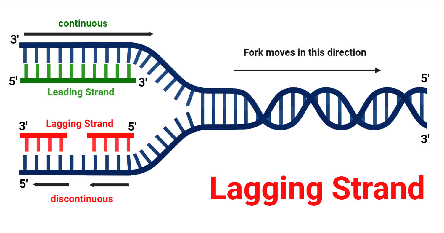 Lagging Strand Lagging Strand