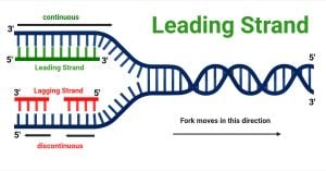 Leading Strand